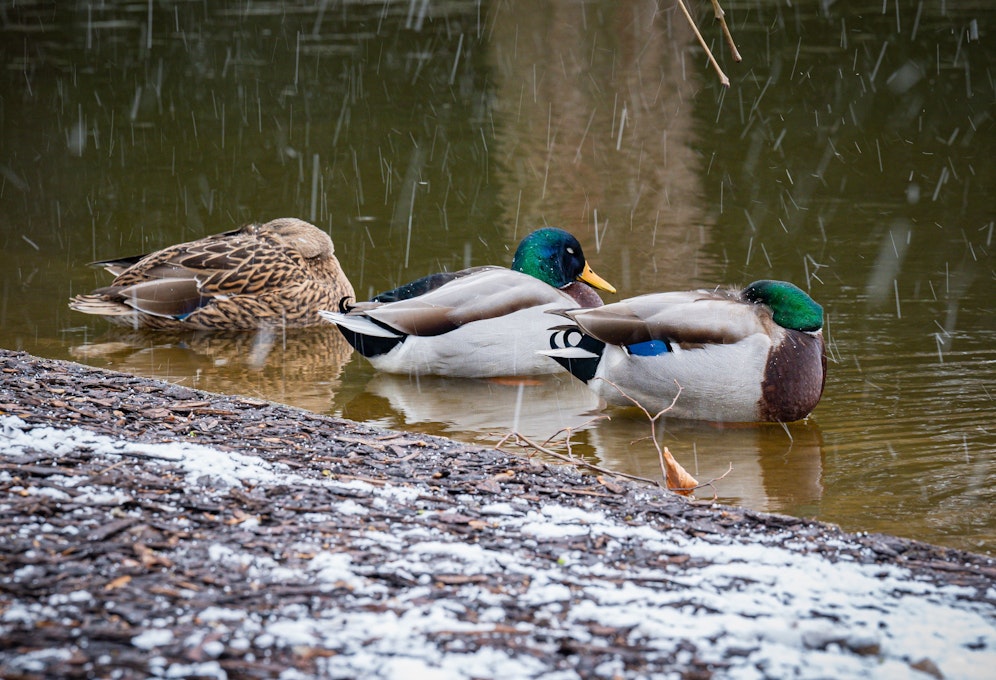Ab 900 Metern Seehöhe aufwärts wird Schneefall erwartet.