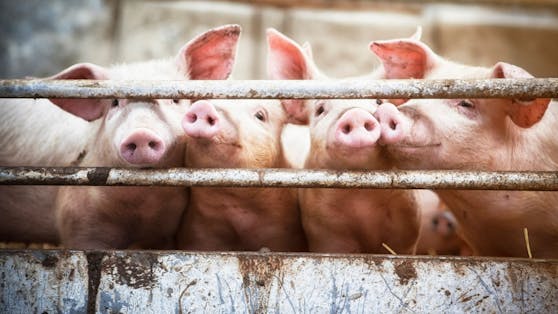 Bereits das zweite Mal sind Unbekannte in eine Schweinezuchtanlage eingebrochen und haben die Technik abgeschaltet.
