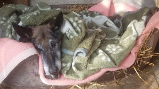 Ein langes Gedicht des Tierschutzvereins "Pfote sucht Glück" rührt Hundeliebhaber zu Tränen... 