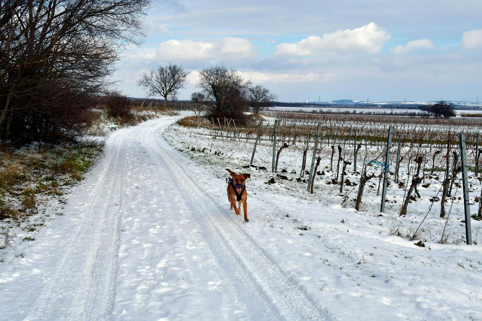 Ein Hund hechtet an einem schneebedeckten Weingarten in Reisenberg, NÖ, vorbei. (Symbolbild)