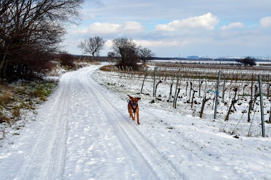 Ein Hund hechtet an einem schneebedeckten Weingarten in Reisenberg, NÖ, vorbei. (Symbolbild)