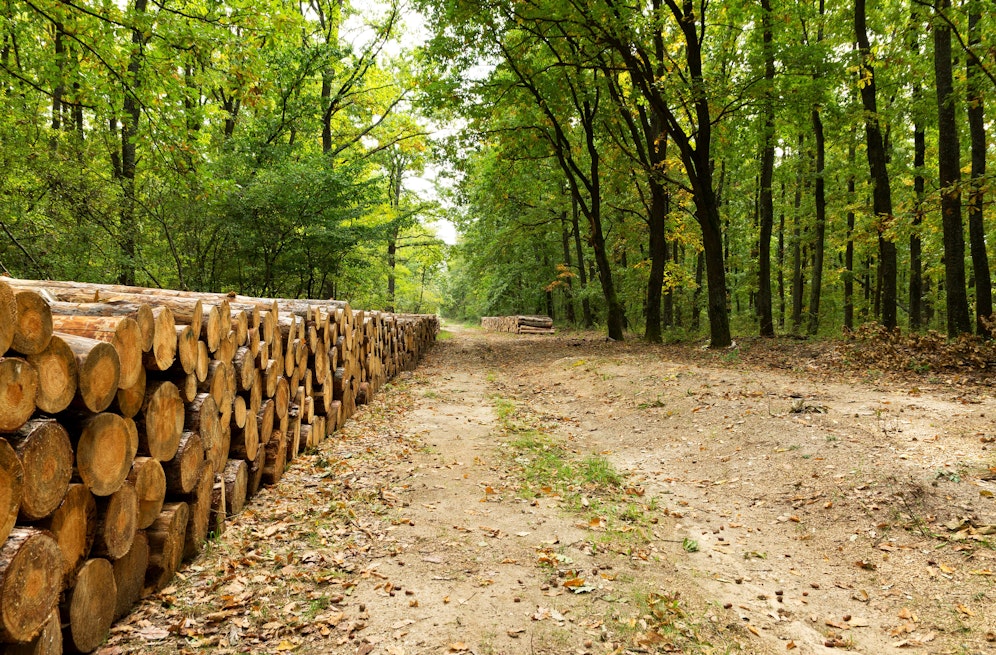 Tödlicher Unfall bei Forstarbeiten