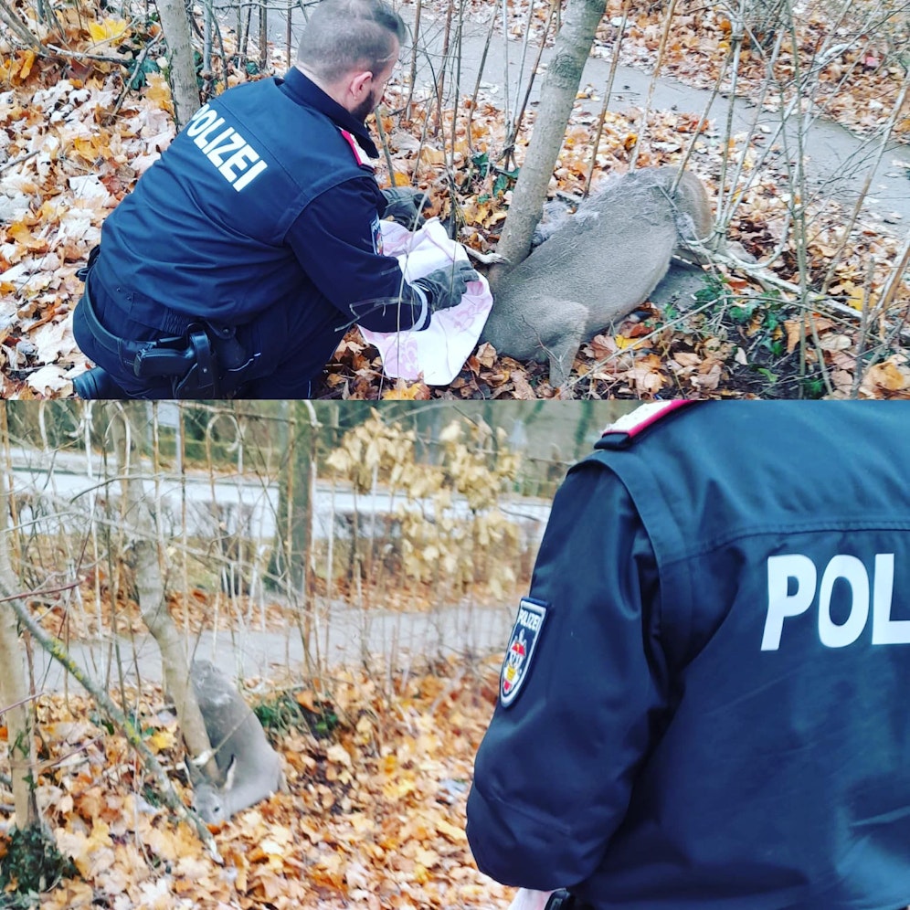 Das Reh steckte in einem Zaun fest.