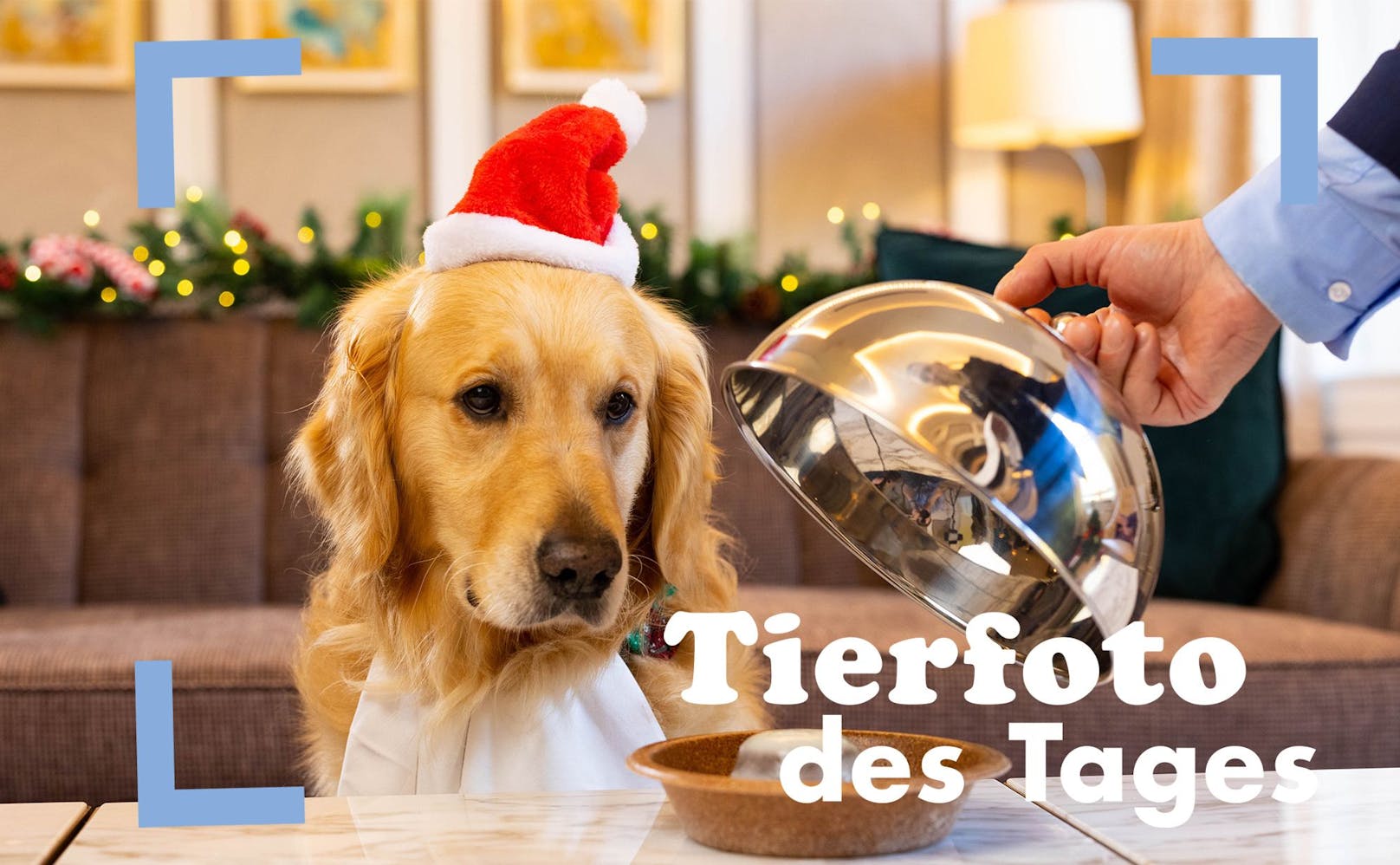 So lässt es sich leben: Golden Retriever Boris macht sich bereit, das neue Festtagsmenü für Hunde von Hilton im The Biltmore Mayfair, LXR Hotels &amp; Resorts, London, zu probieren.