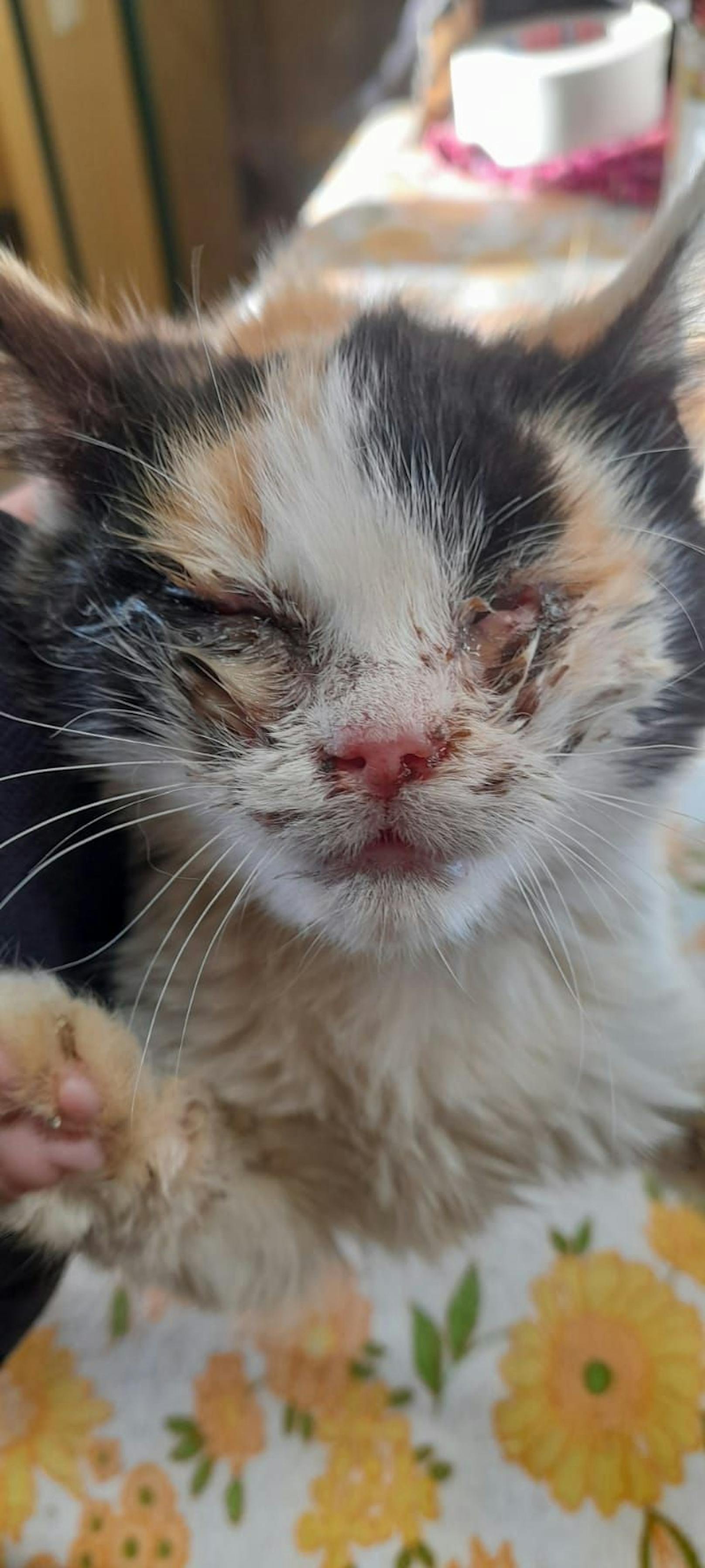 Das etwa drei Monate alte dreifärbige Kätzchen "Kitty" ist nur knapp den Tod entronnen, als es von einer tierlieben Person auf der Straße aufgelesen wurde und in die Pfotenhilfe in Lochen gebracht wurde. 