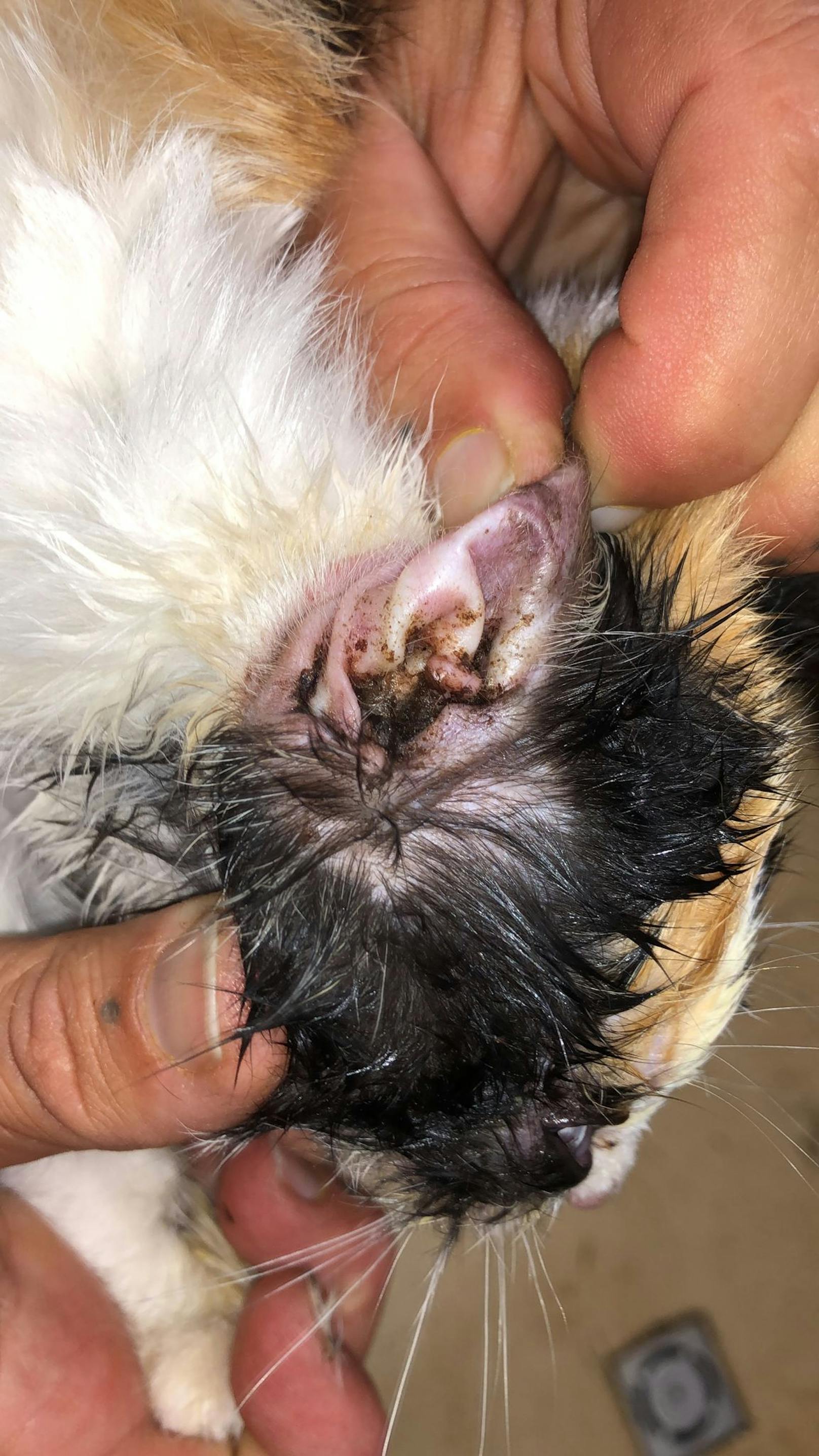 Schwerer Katzenschnupfen und vereiterte Augen, Mittelohrentzündung und Geschwüre im Mund machten es den Tierschützern nicht leicht, ihr Leben zu retten. <br>