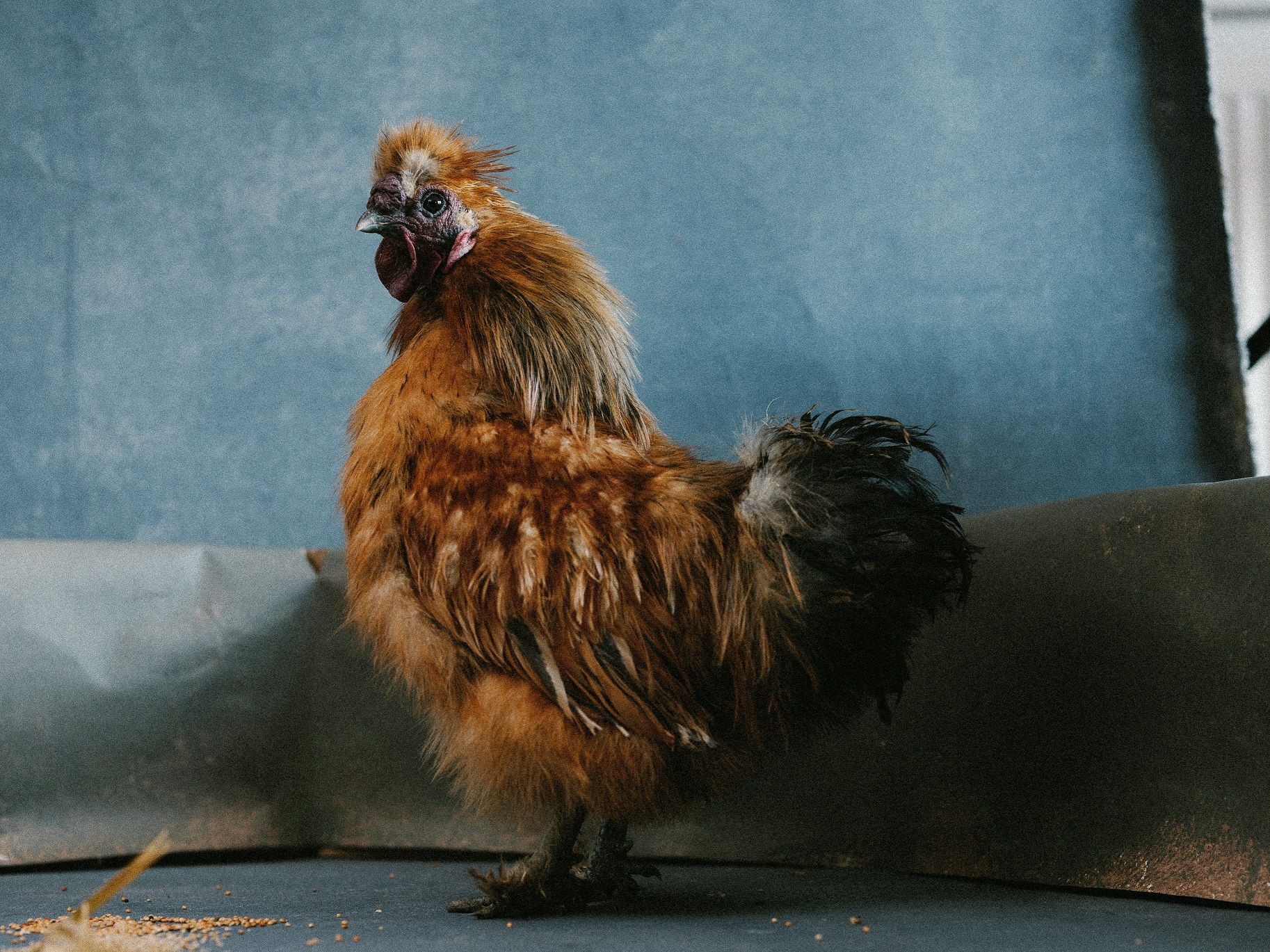 Portraitfotograf Mikulitsch hatte viel Geduld beim Shooting.