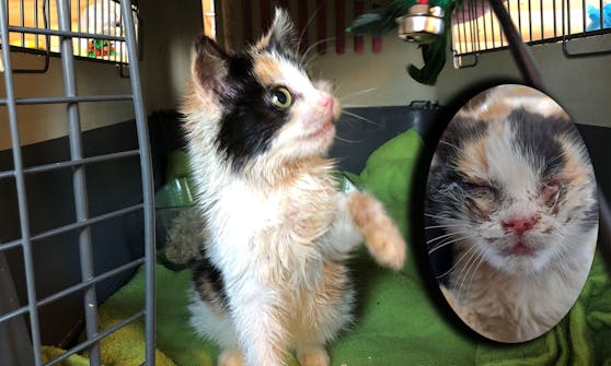 Die niedliche "Kitty" wäre jetzt endlich für ein neues Zuhause bereit.