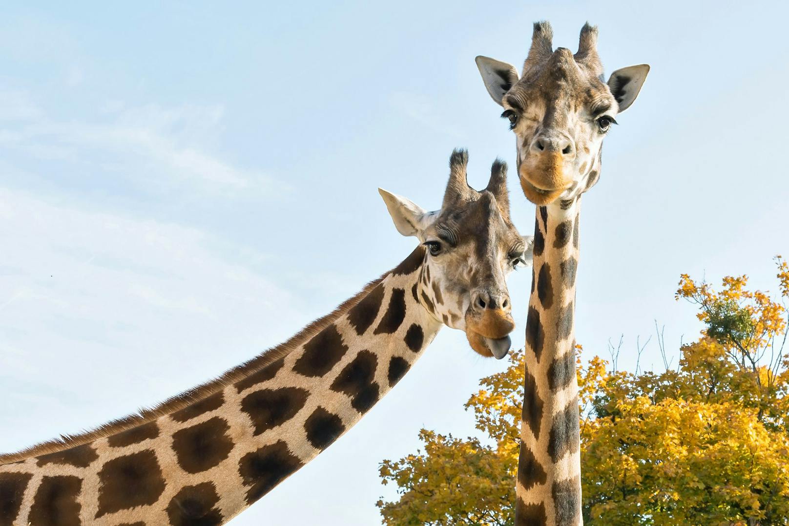 Nach dem Tod des Giraffenbullen Kimbar im Mai 2021 zogen seine Weibchen Rita und Carla nun in den Giraffenpark um. <br>