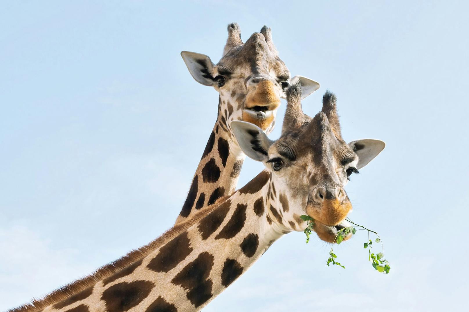 Die zwei Mädels blieben bei ihrem "Buben" weil er altersmäßig nicht mehr in den neu angelegten Giraffenpark übersiedelt werden konnte.