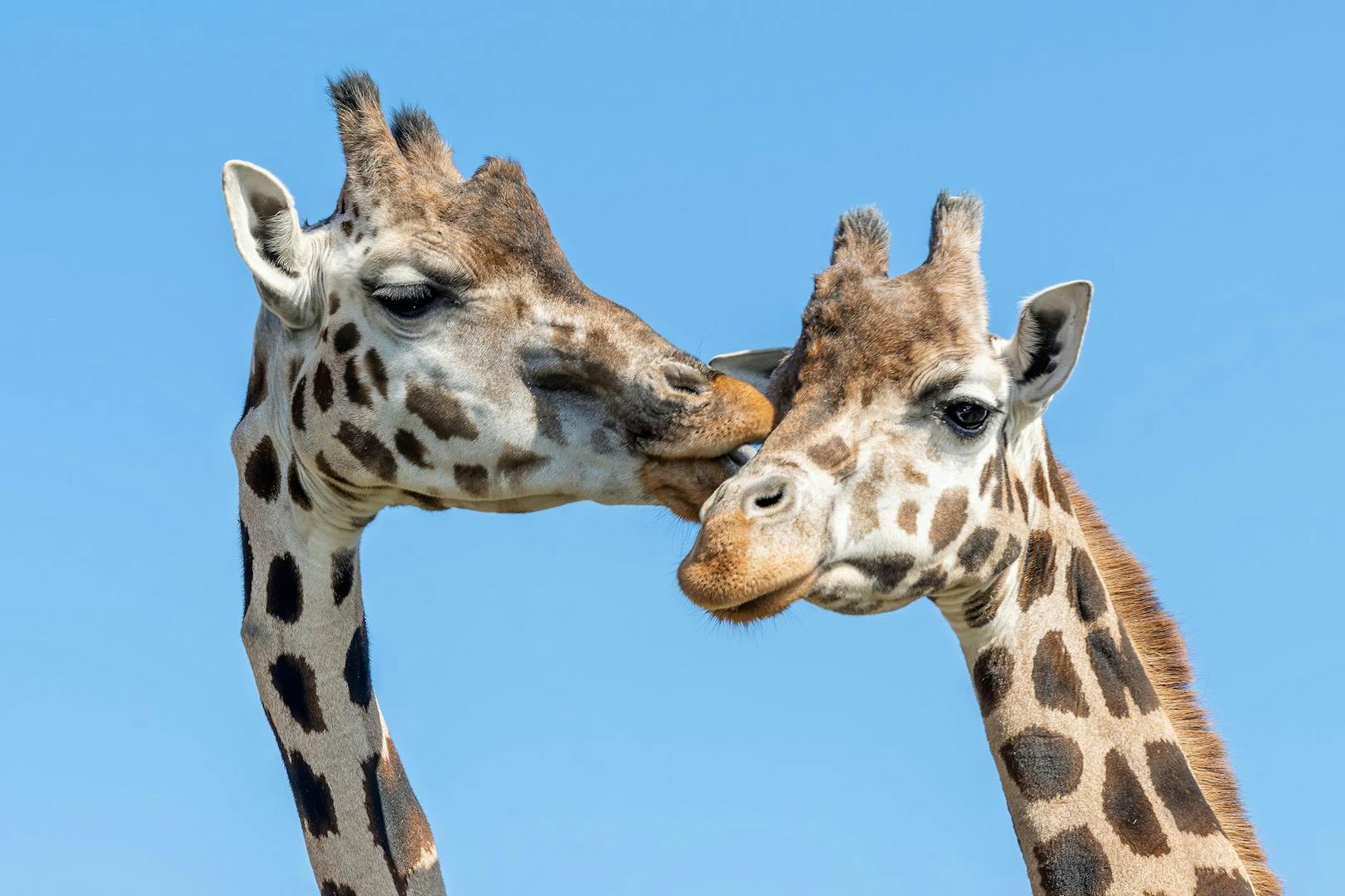 Nun sind alle Schönbrunner Giraffen an einem Ort und bilden eine große Herde von fünf Tieren. <br>