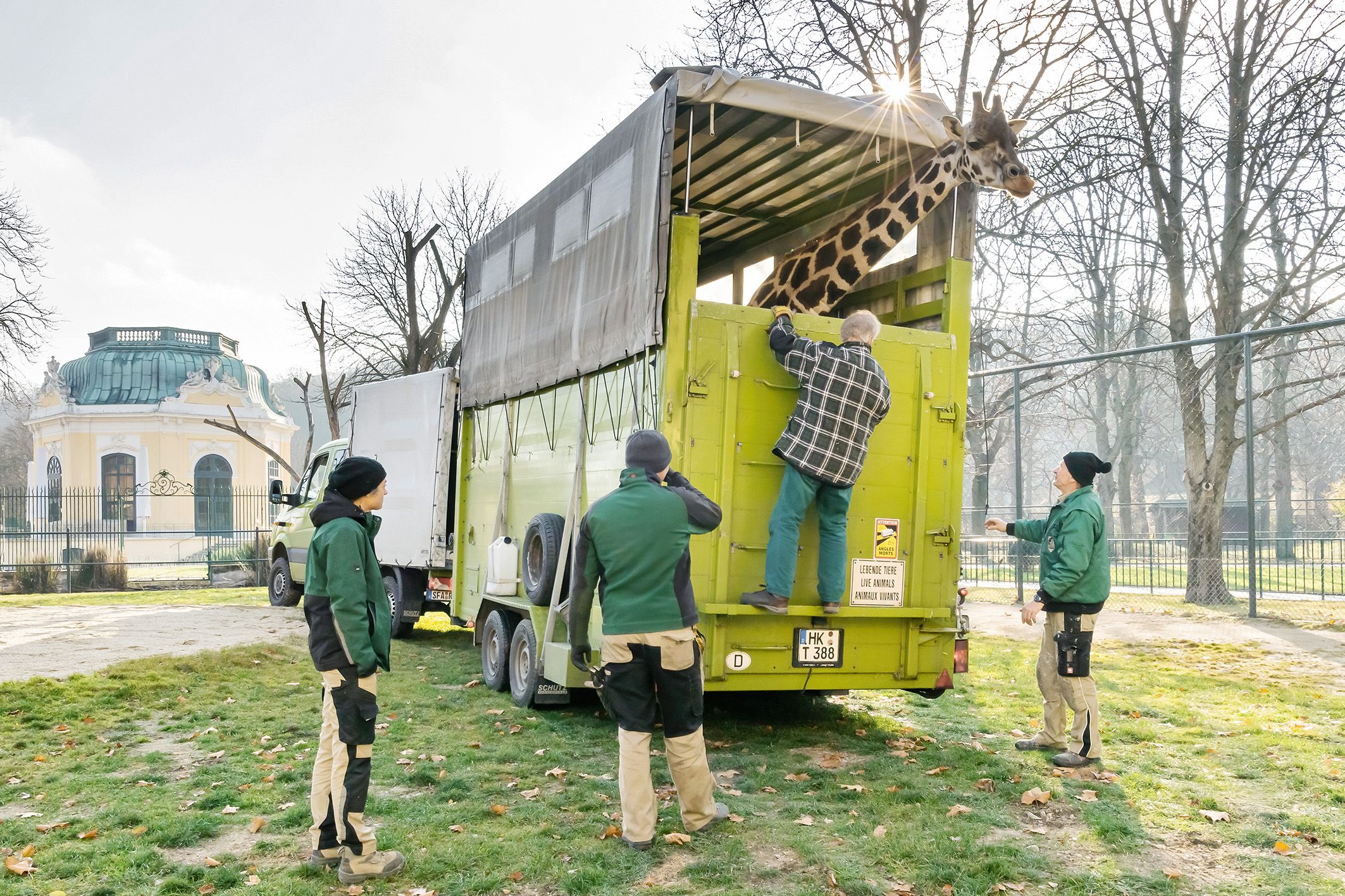 Nun war es für die zwei weiblichen Giraffen Carla und Rita endlich soweit: Sie zogen zu den restlichen Giraffen in den größeren Giraffenpark. 