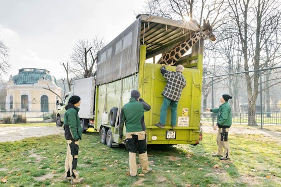 Nun war es für die zwei weiblichen Giraffen Carla und Rita endlich soweit: Sie zogen zu den restlichen Giraffen in den größeren Giraffenpark.
