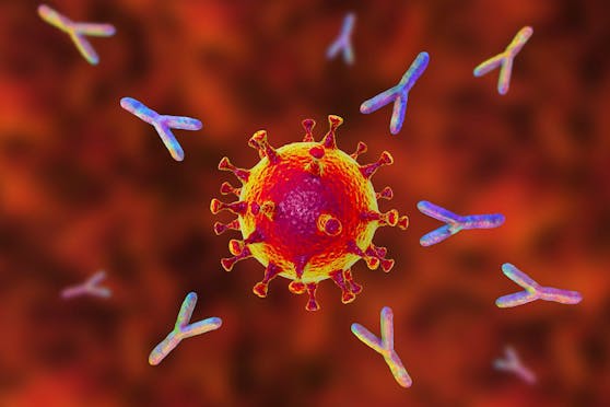 Die Y-förmigen Gebilde (Antikörper) greifen das Coronavirus an.
