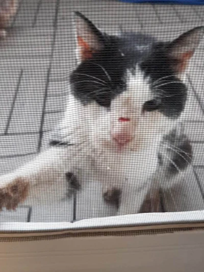 Diese Katze wurde herzlos im Müll entsorgt.