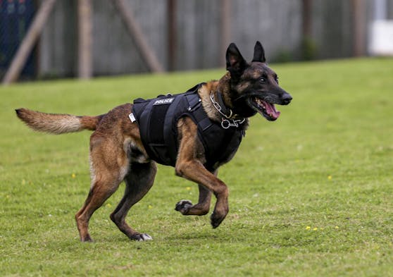 Die Polizeihunde der "West Mercia" wurden nun mit kugelsicheren Sicherheitswesten ausgestattet. 
