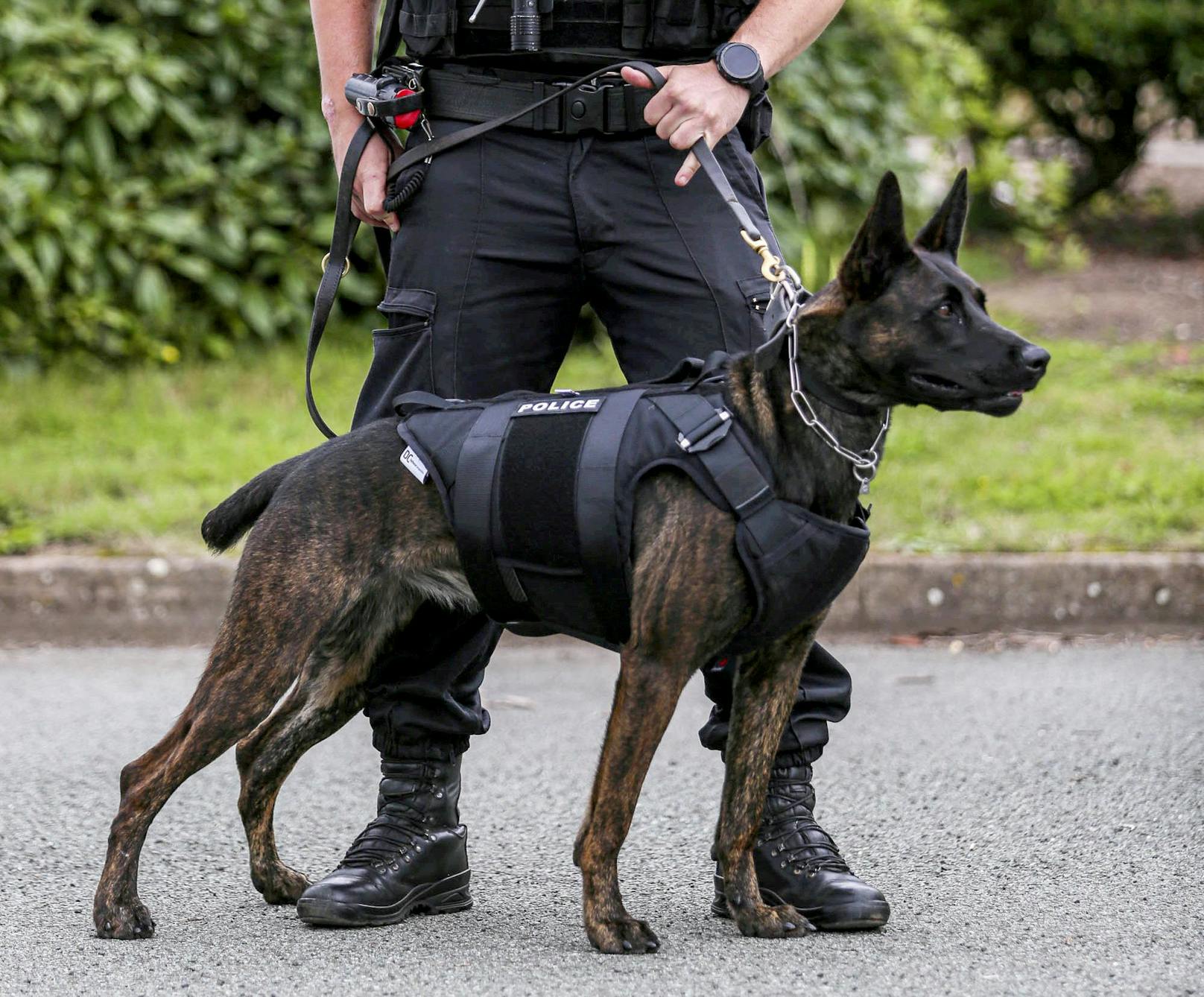 Bei uns in Österreich gibt es für Polizeihunde so ein Service leider noch nicht. 