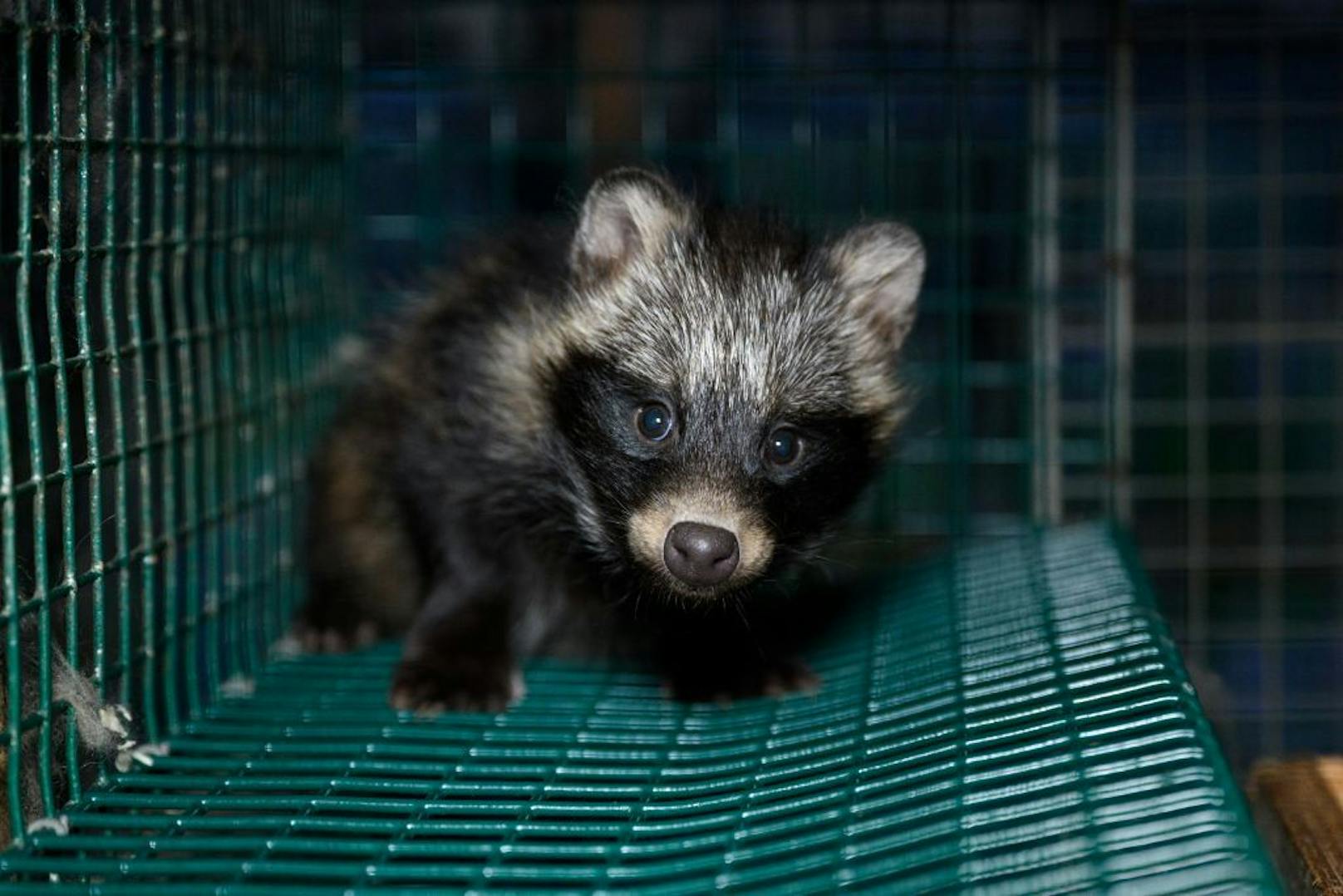 Tierschutzverein Vier Pfoten deckte nun "Greenwashing" bei Modehersteller "Sportalm" auf. 