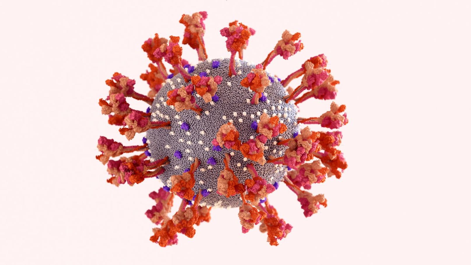Die Spikes (rot) des Coronavirus schwingen und drehen sich, um die Zelloberfläche abzutasten und an eine menschliche Zelle zu binden.