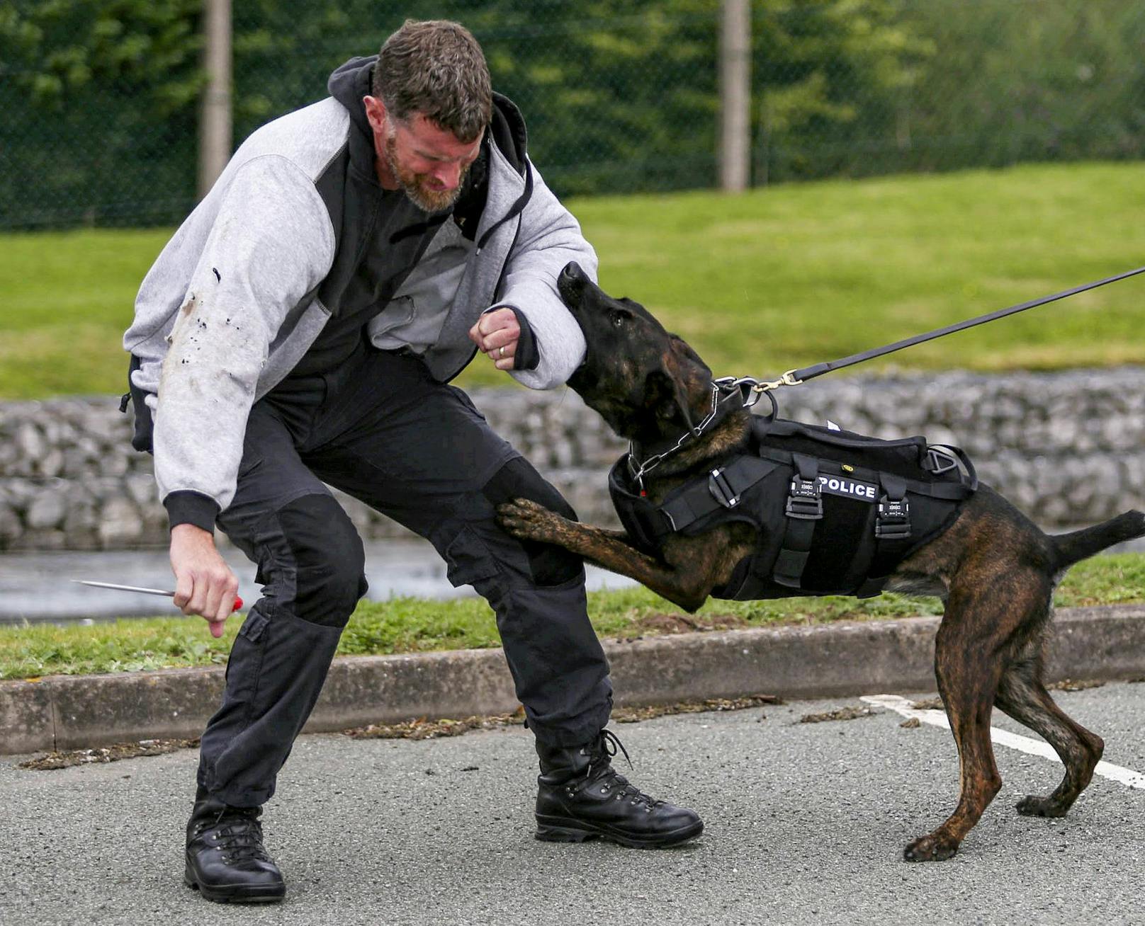 Die Hunde der "West Mercia Police" aus Großbritannien bekamen jetzt Sicherheitswesten. 