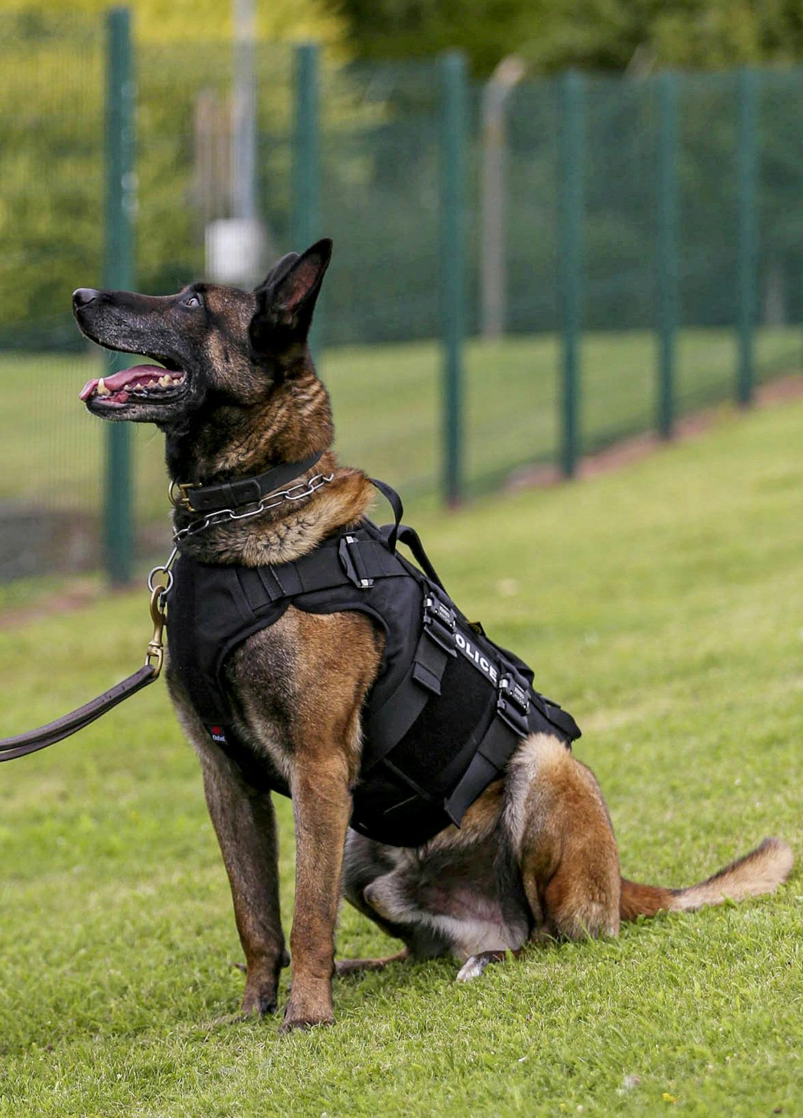 Ausschlaggebend war Polizeihund "Canto", dem 2017 während einem Einsatz in die Brust gestochen wurde. <br>