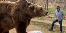 Hollywood-Bär im Alter von 21 Jahren verstorben