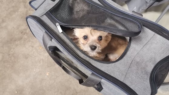 In der Nacht vom 25. auf 26. November wurden drei Hundebabys dem sicheren Kältetod überlassen.