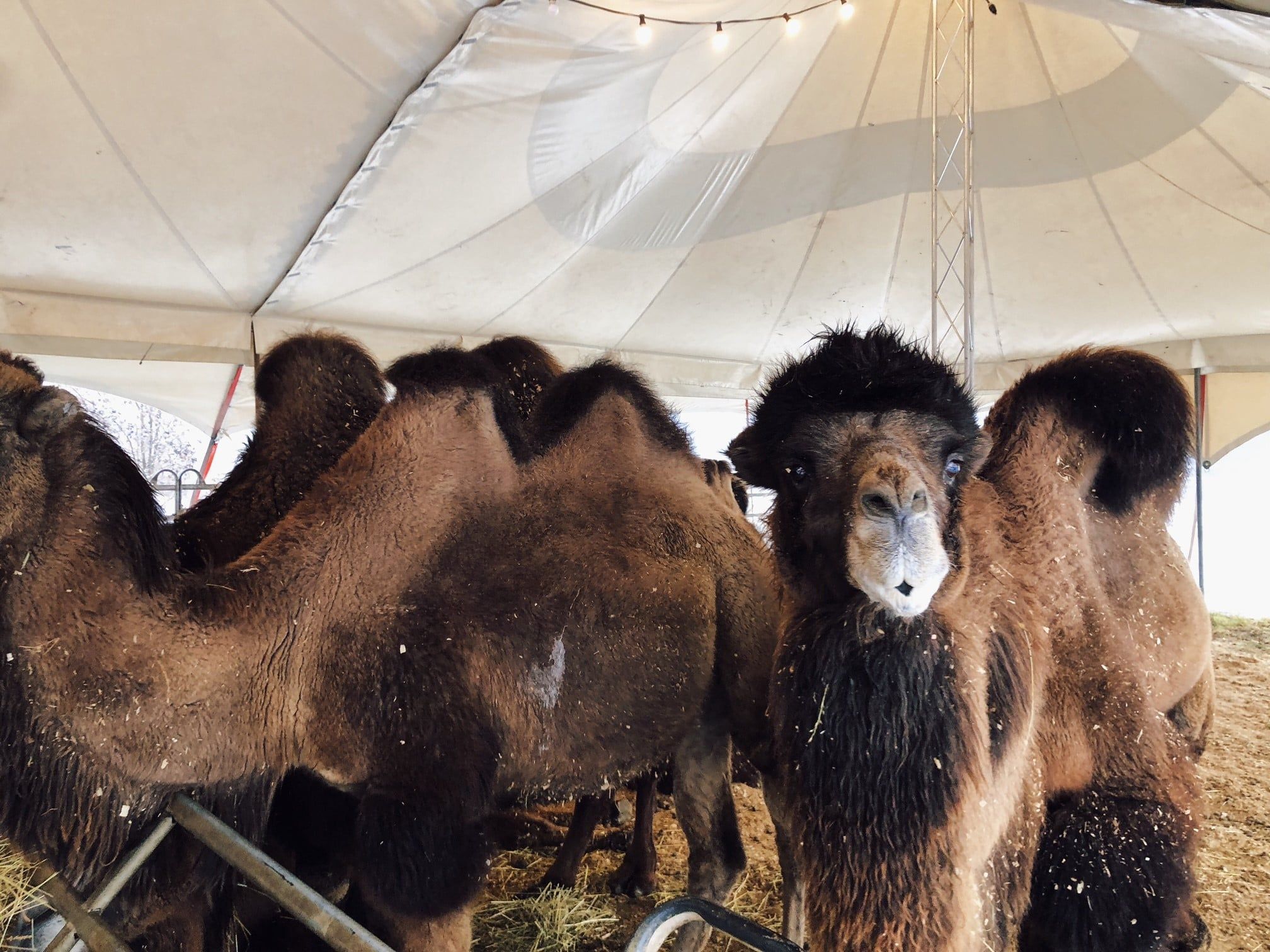 Die Kamele sind der Liebling vom Publikum.