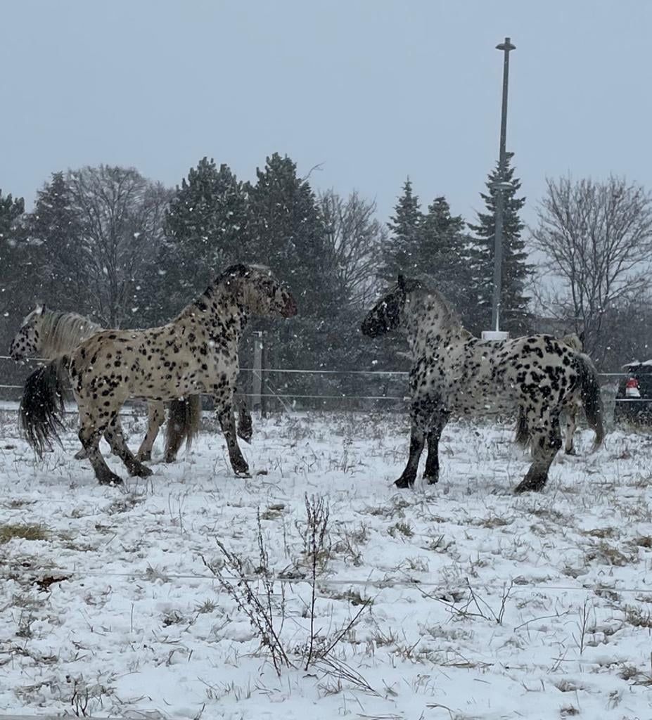 Futter für die Zirkus-Tiere wird benötigt.