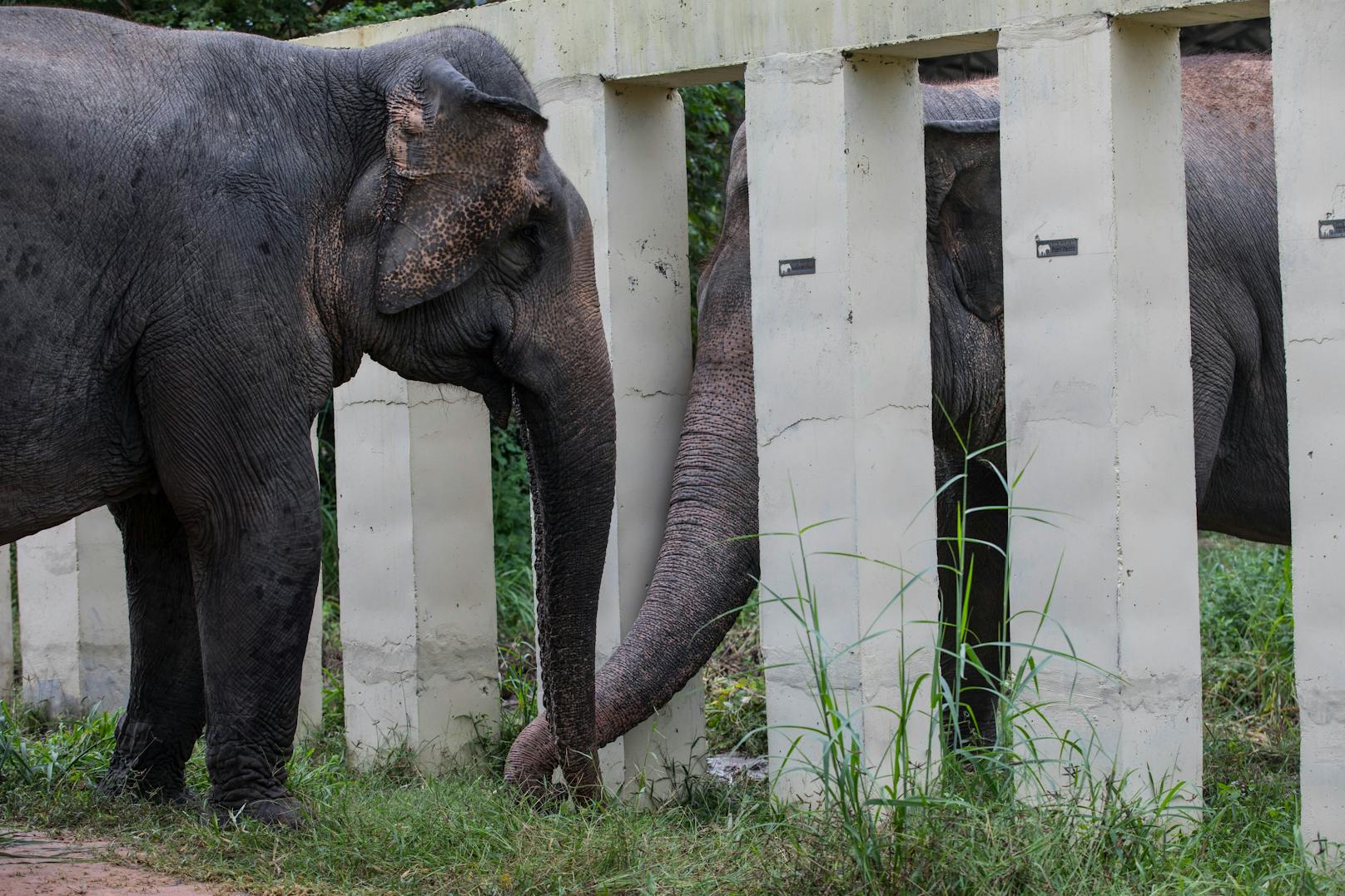 Vor seiner Rettung lebte der 36-jährige Kaavan acht Jahre lang allein und war als der "einsamster Elefant der Welt" bekannt