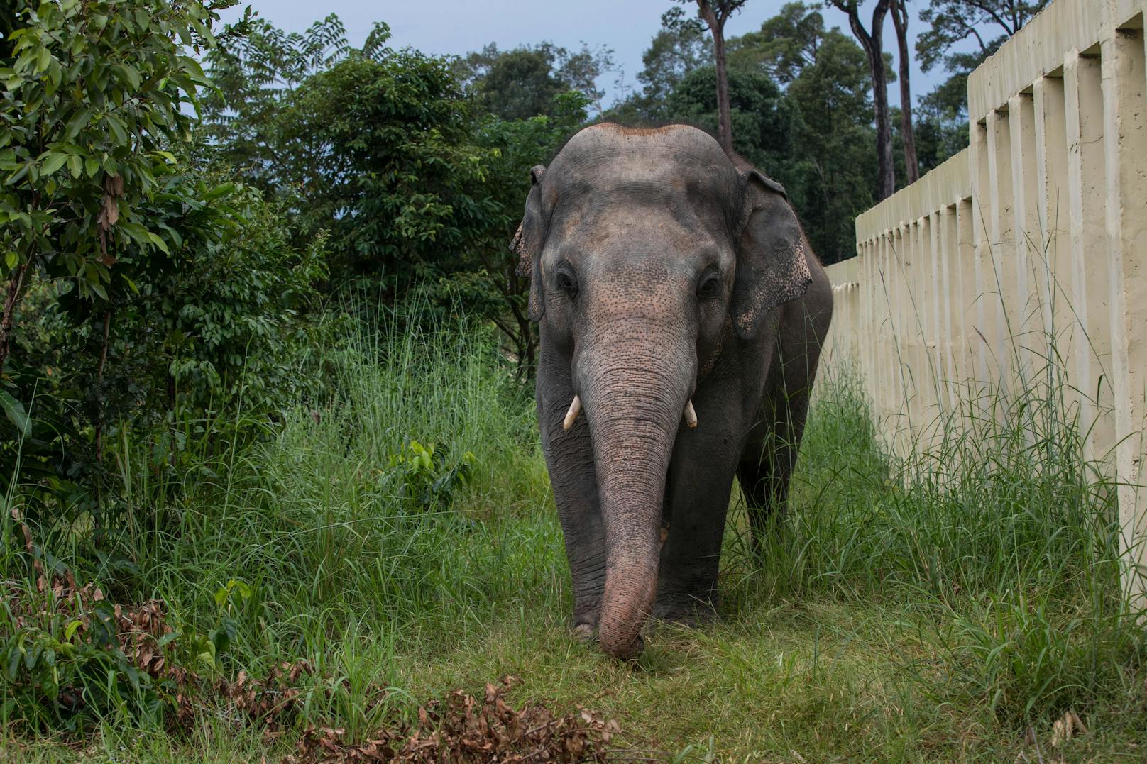 Die Geschichte um Elefanten "Kaavan" berührte 2020 die ganze Welt. 