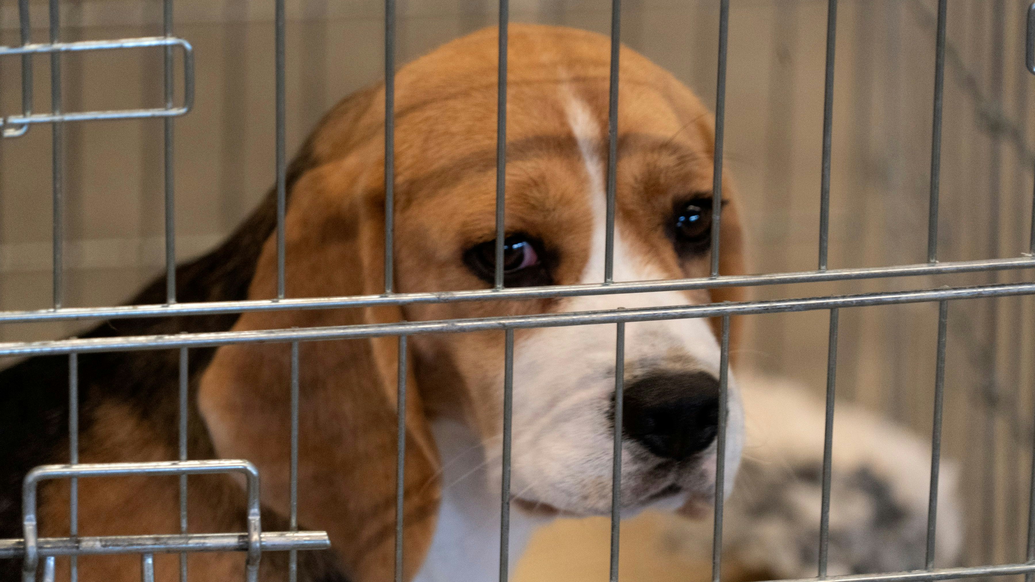 In Deutschland fand man in einem verlassenen Zugabteil einen Beagle auf einer Toilette. 