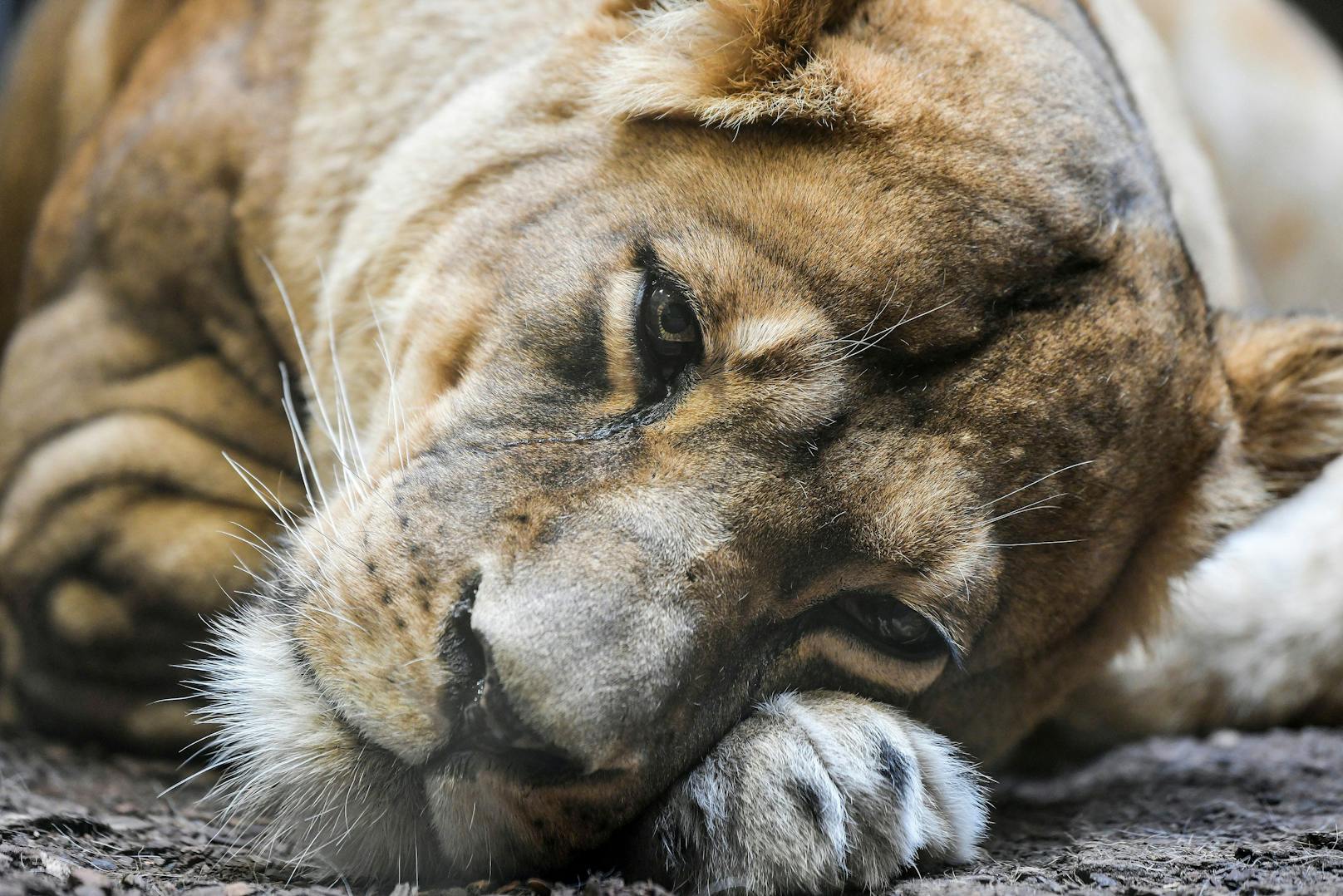 Die Löwen des Tierparks sind positiv auf das Covid-19 Virus getestet worden. 