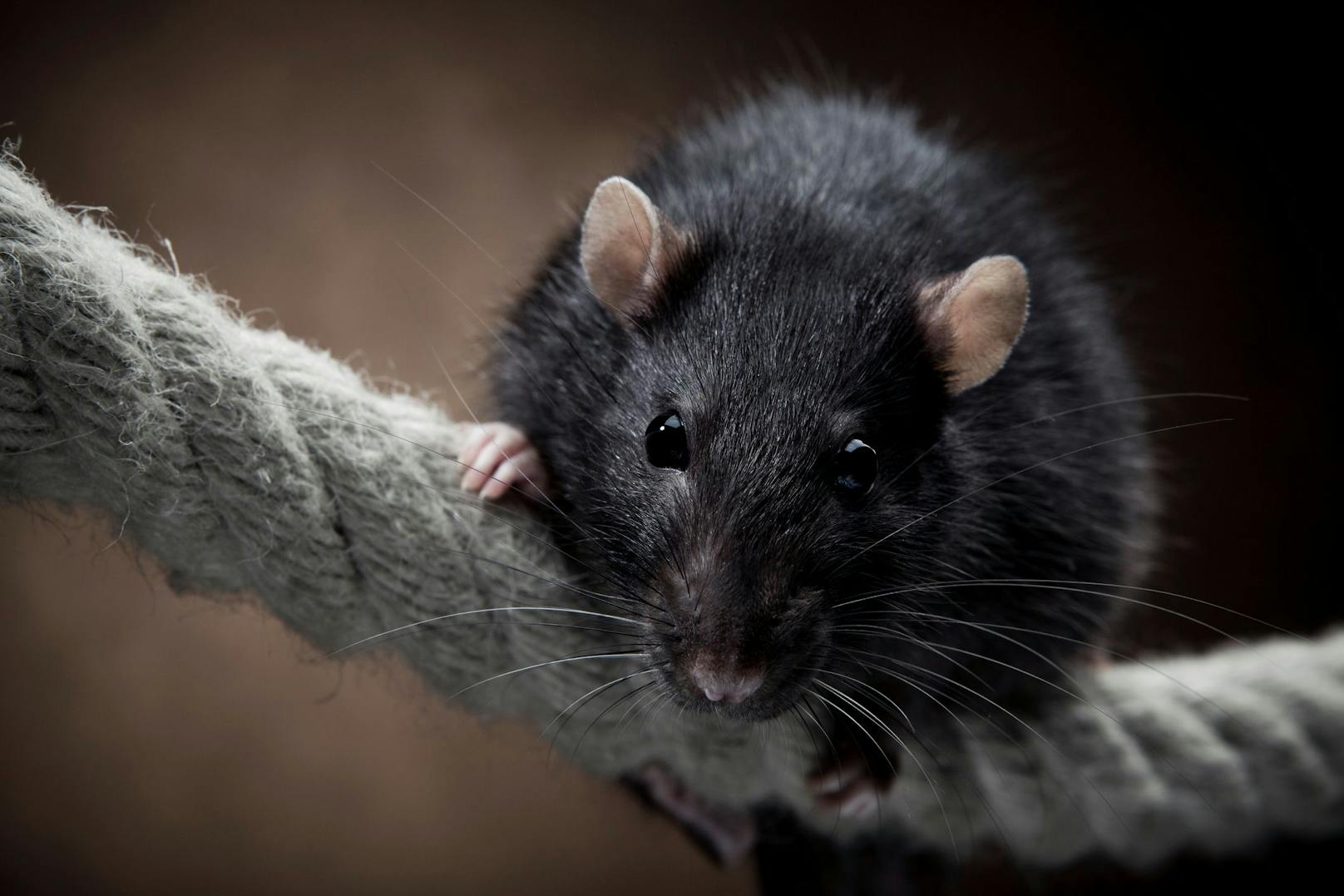 Ratten können Schwangerschaften ebenfalls pausieren, wenn das Nahrungsangebot zurück geht. Der Fötus wird in dieser Zeit resorbiert und das Wachstum startet erst wieder wenn die Vorräte gesichert sind. <br>