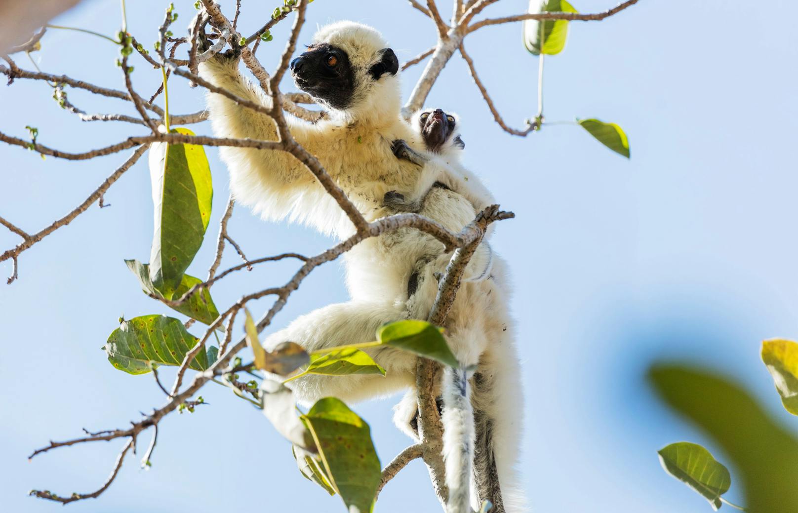 Die Lemurenart "Larvensifakas" aus Madagaskar verhüten zwar nicht, haben aber eine sehr geringe Rate an Fehlgeburten. Sie fressen in der Schwangerschaft tanninhaltige Pflanzen, die sich positiv auf die Fötenentwicklung auswirken. <br>