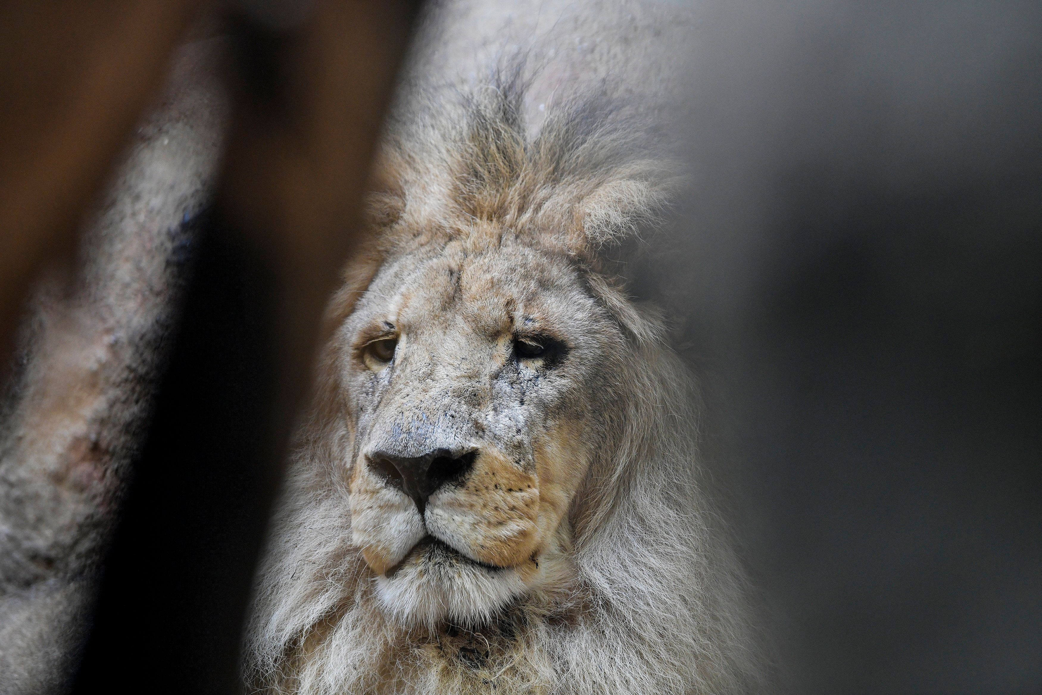 Unglaubliche 19 Jahre wurde Loonkito, doch sein hohes Alter wurde ihm zum Verhängnis. (Symbolbild)