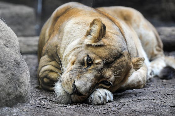 Löwin "Avana" und ihr Partner "Leo" haben sich im Zoo von Zagreb mit dem Coronavirus infiziert. 