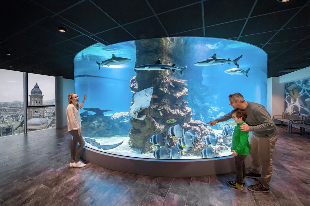 Der Weisskopfsaki im Haus des Meeres begrüßt ab 12. Dezember wieder Besucher. Die Menschen bedeuten für die Tiere auch Unterhaltung.