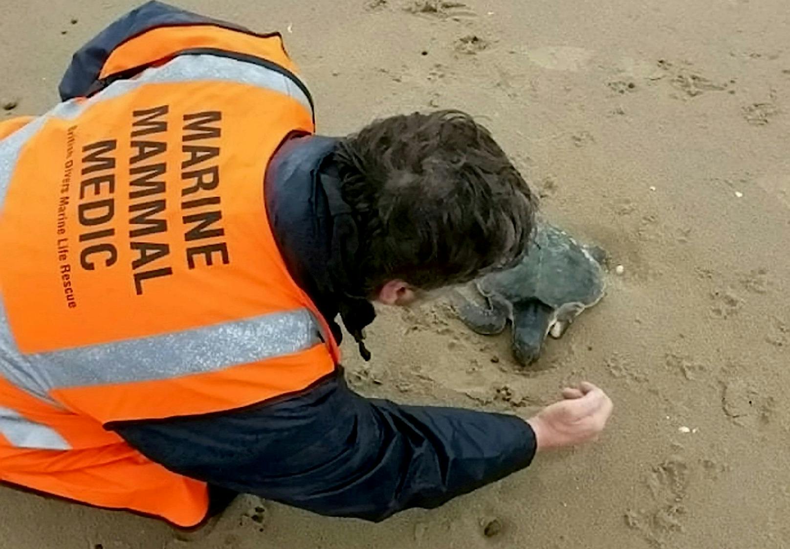 "Ja, was machst denn du da?" dachte sich ein walisisches Ehepaar, als es eine seltene&nbsp;Atlantik-Bastardschildkröte am Strand von Norwales vorfand. <br>