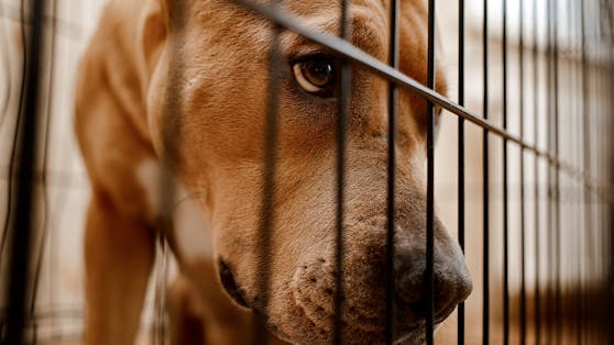 Im Tierschutz Austria startet nun die "Christkindaktion" für die Langsitzer.