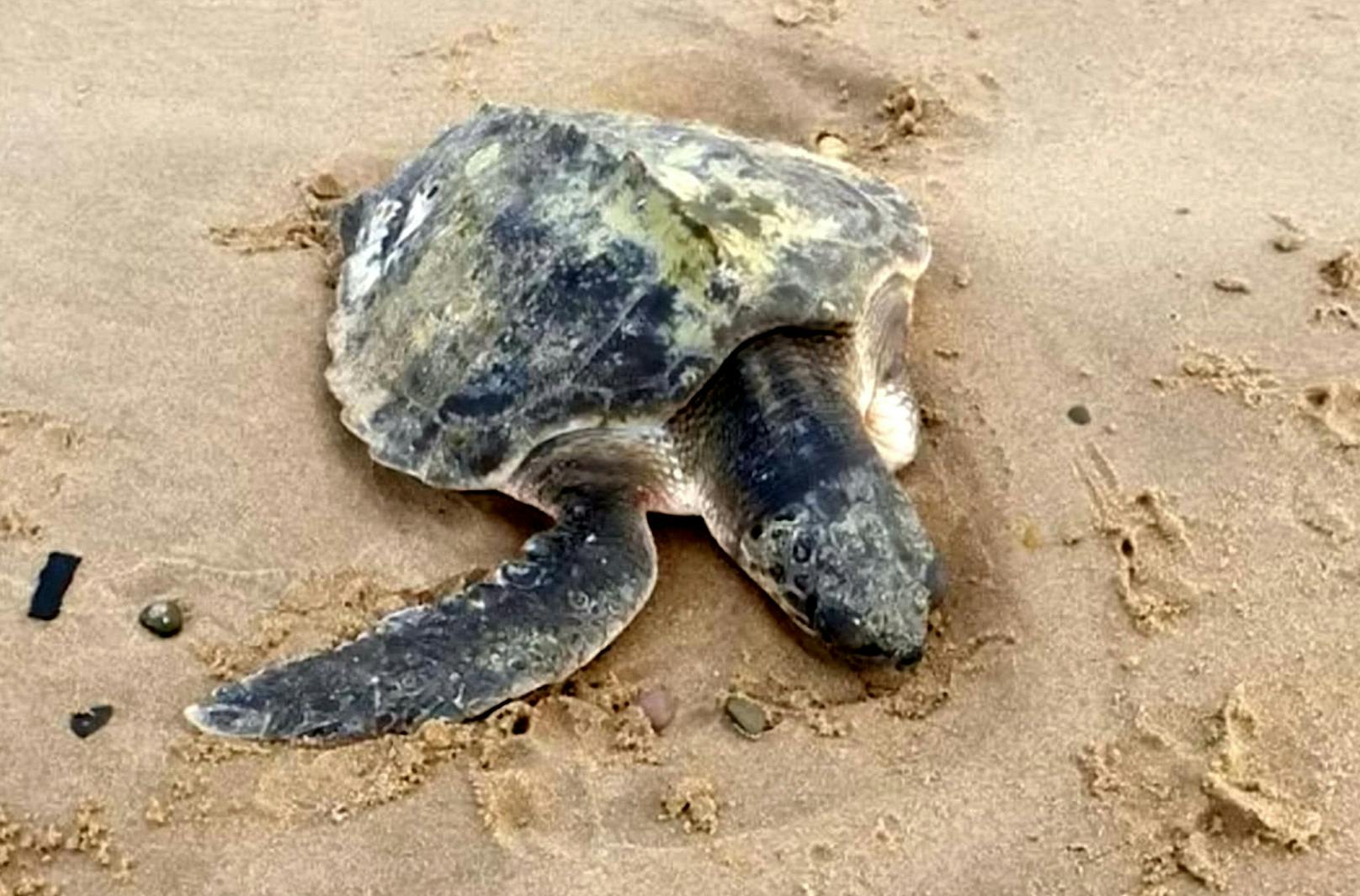 Meeresschildkröte aus Karibik nun am Strand von Wales