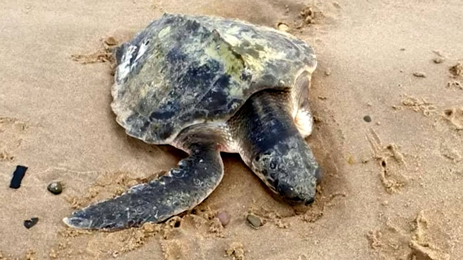 Mehr als 5.000 Kilometer von ihrer Heimat, wurde die seltenste aller Meeresschildkröten in Nordwales am Strand gefunden. <br>
