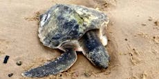 Meeresschildkröte aus Karibik nun am Strand von Wales