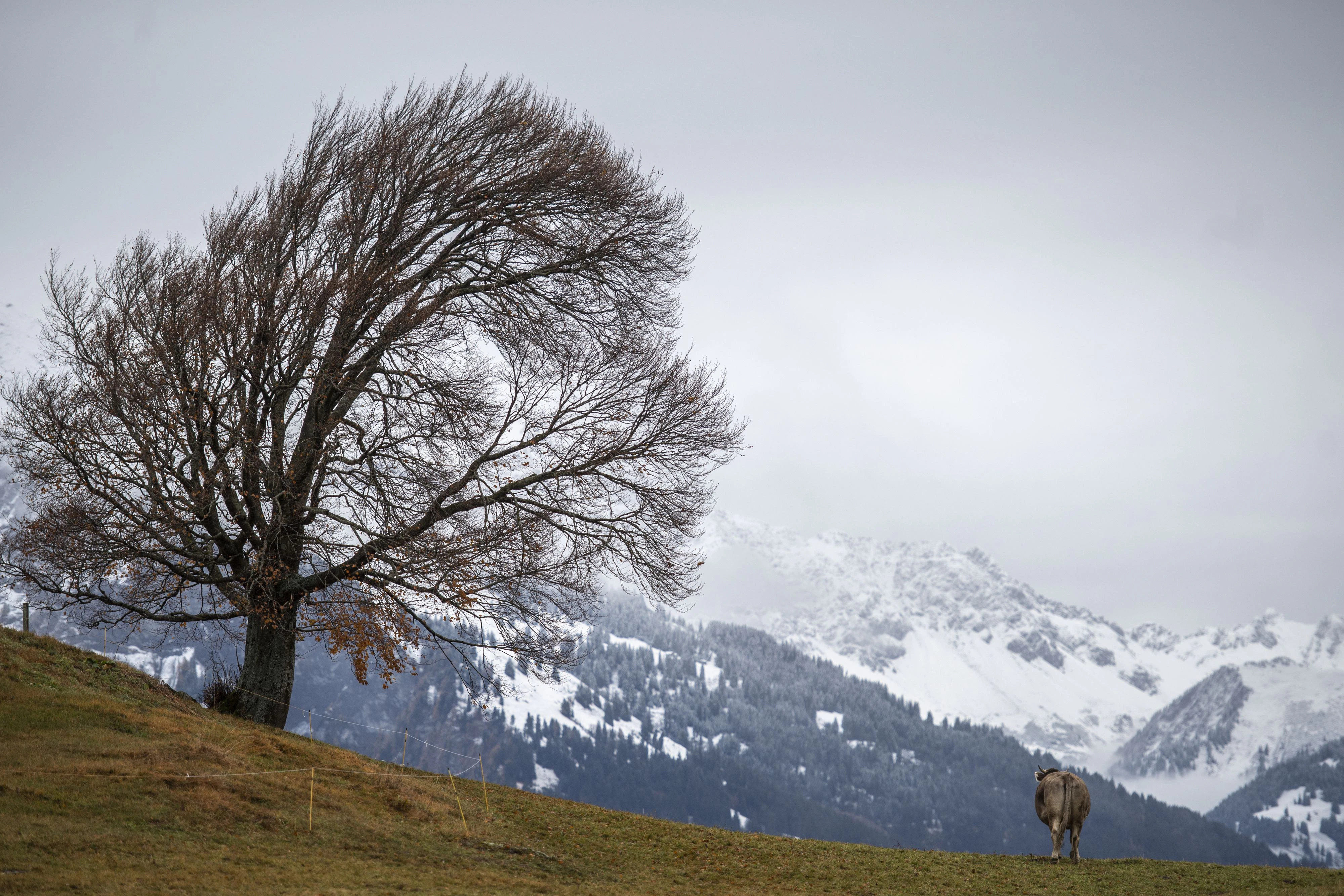 Download von www.picturedesk.com am 02.12.2021 (15:56).  Eine Kuh, ein vom Wind gebeuter Baum und verschneite Berge, am Dienstag, 2. November 2021, in St. Margrethenberg. In den kommenden Tagen soll der Schnee bis auf 1000 Meter ueber Meer fallen. (KEYSTONE/Gian Ehrenzeller) A cow, tree and fresh snow on the mountains are pictured on Tuesday, November 2, 2021, in St. Margrethenberg, Switzerland (KEYSTONE/Gian Ehrenzeller) - 20211102_PD1776 - Rechteinfo: Rights Managed (RM)