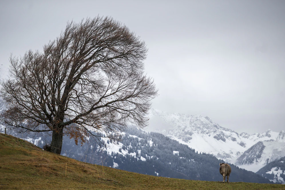 Starker Wind steht Österreich dieses Wochenende bevor.