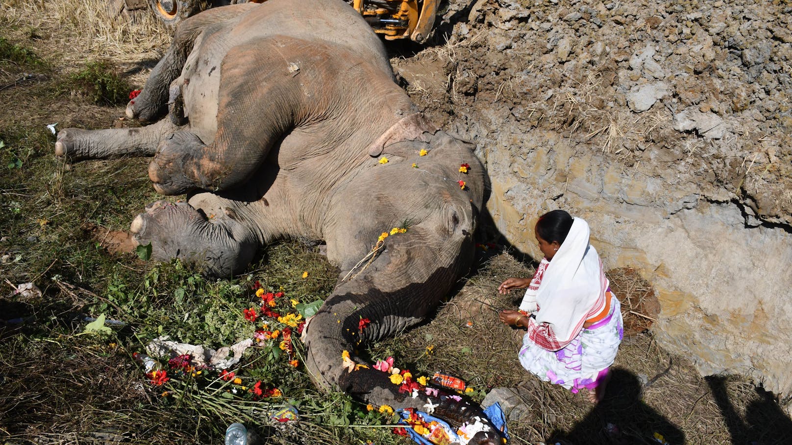 Sehr traurig. Am 01. Dezember wurden zwei Elefanten in Indien von einem Zug erfasst und starben noch an der Unfallstelle. 