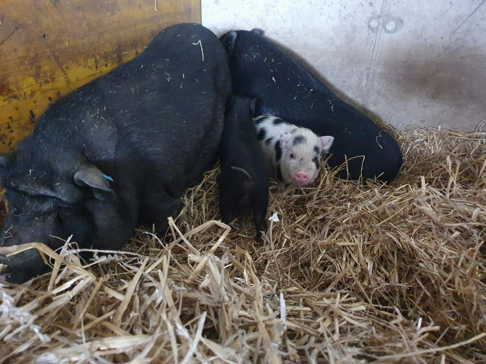 Die Hängebauchschweine-Familie hat im Tierparadies Schabenreith ein neues Zuhause gefunden.
