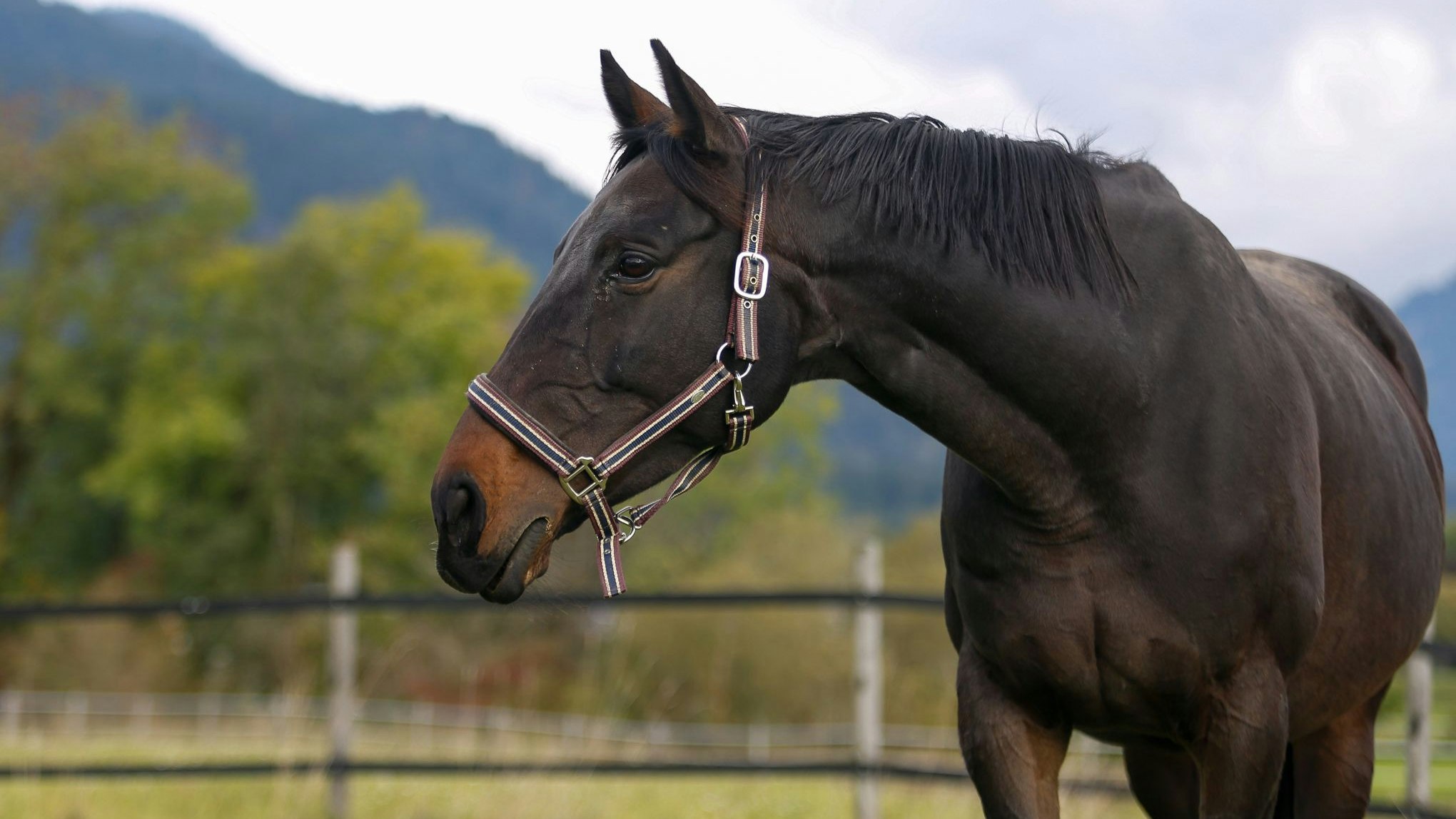 Die 9-jährige "Mädi" gehört noch lange nicht zum alten Eisen und wäre ein großartiger Kumpel für Bodenarbeit und Beritt von Kindern. 