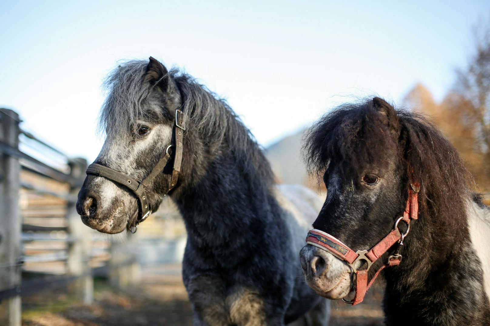 Die beiden Shetland-Ponies Manu (links) und Max.
