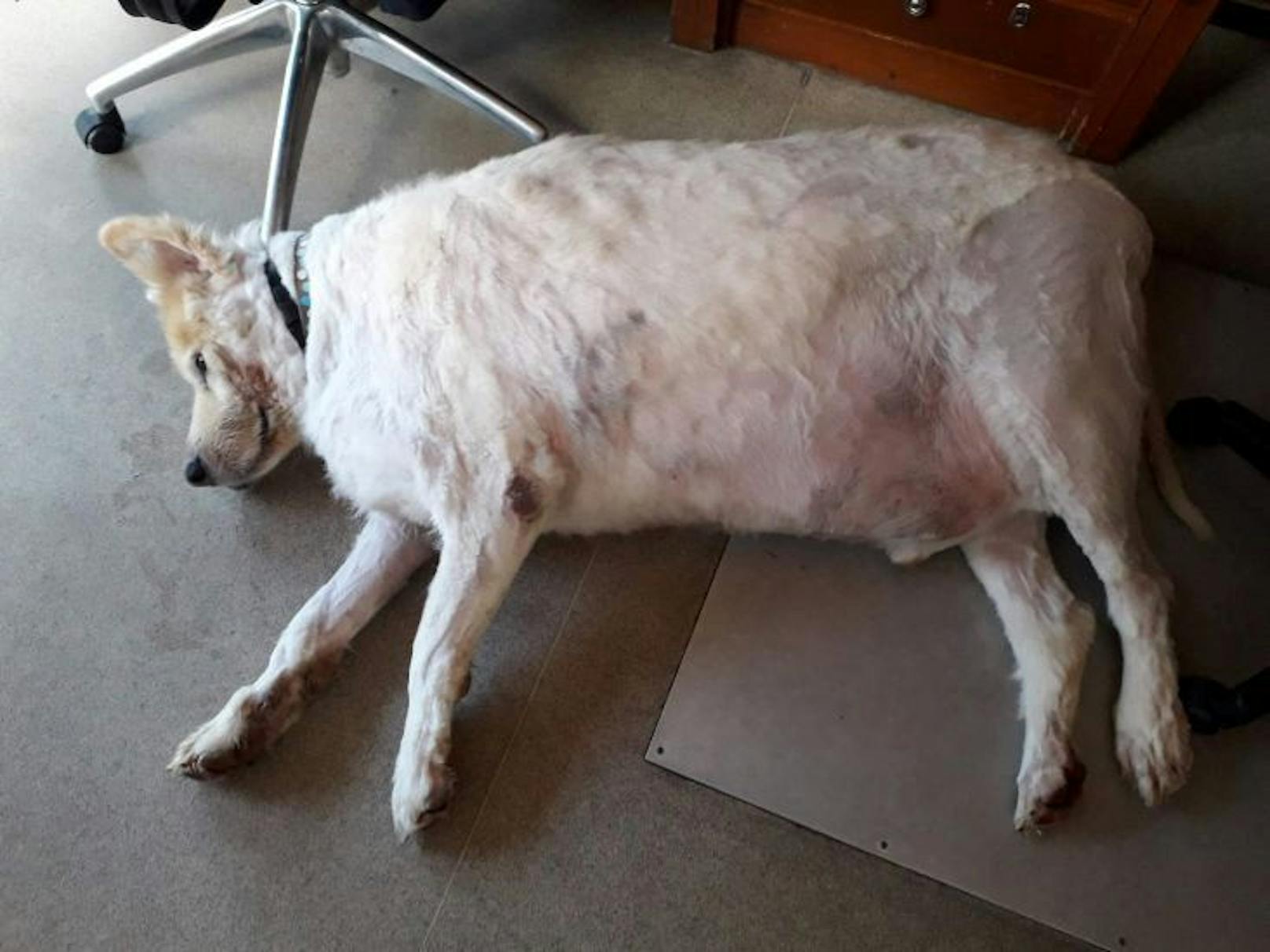 Der Malamut-Rüde "Trojan" galt als der "dickste Hund in England" und brachte 101 Kilogramm auf die Waage. 